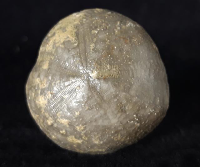 Micraster brevis DESOR in AGASSIZ & DESOR 1847 - Bild © FossNet FossilienStore